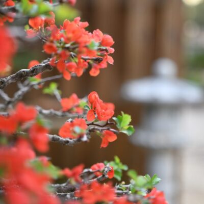 Chojubai bonsai at Eisei-en bonsai garden