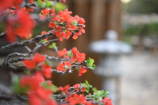 Chojubai bonsai at Eisei-en bonsai garden