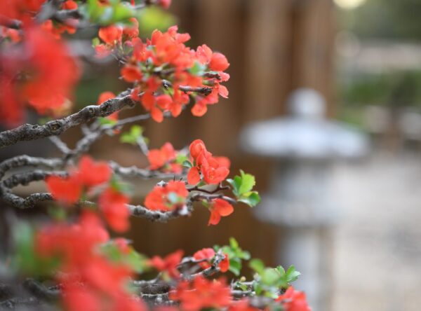 Chojubai bonsai at Eisei-en bonsai garden