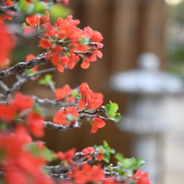 Chojubai bonsai at Eisei-en bonsai garden
