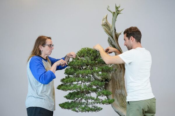 Intensive bonsai students working on a large juniper at Eisei-en