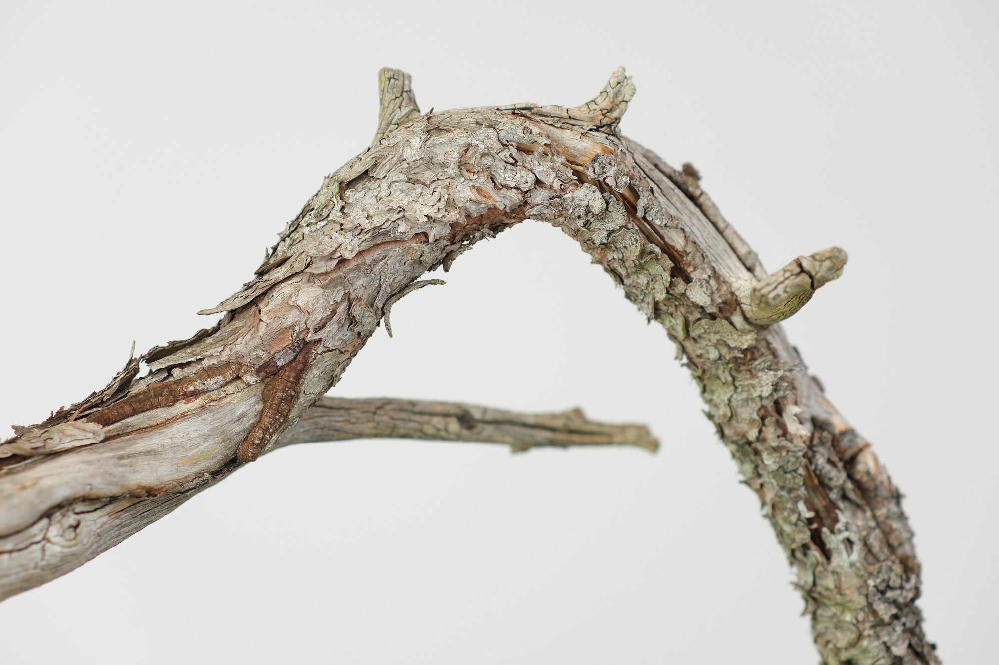 Limber Pine—Branches Flexible Enough You can Tie them in Knots