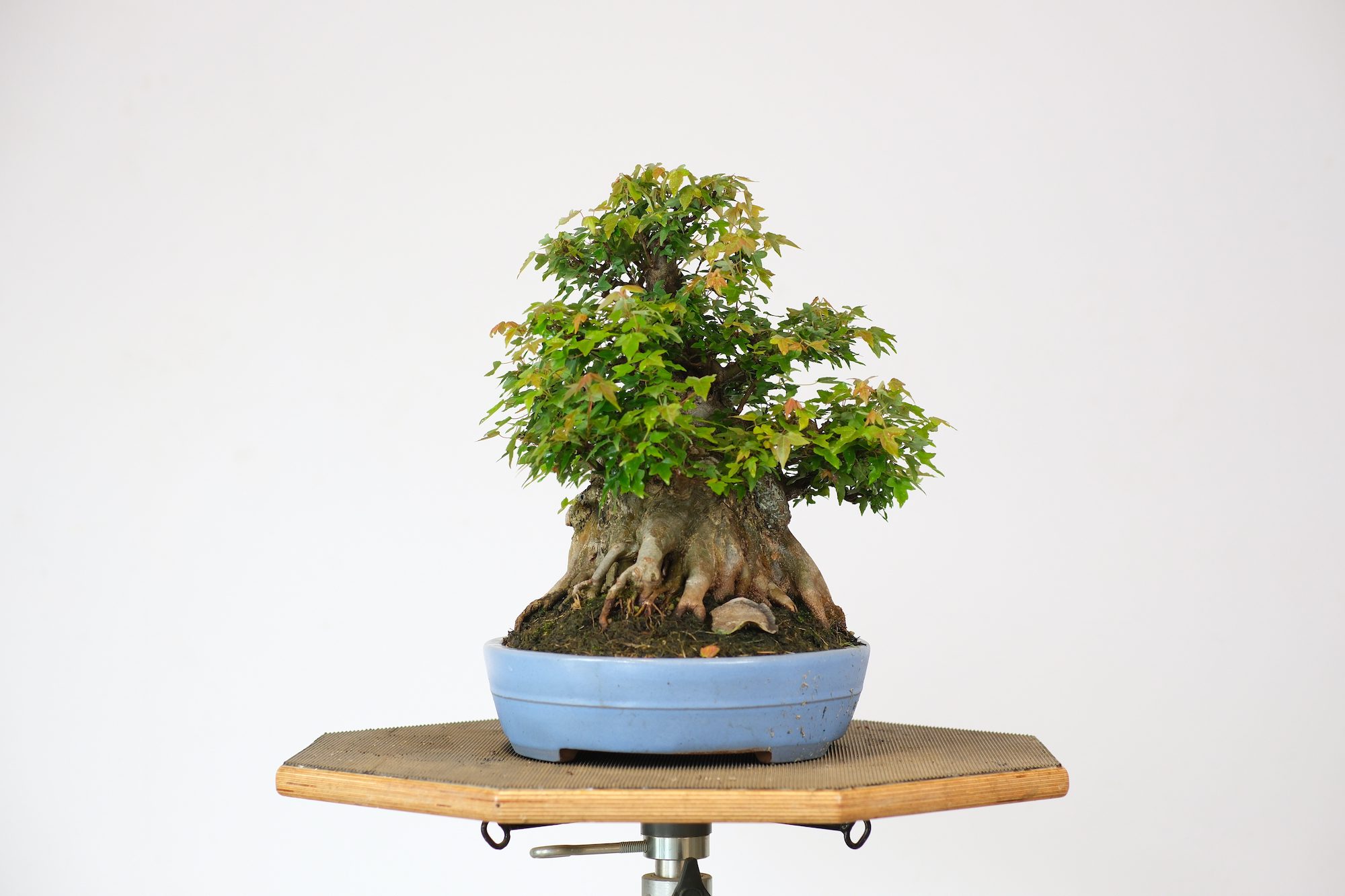 Trident Maple Fused Trunk Eiseien