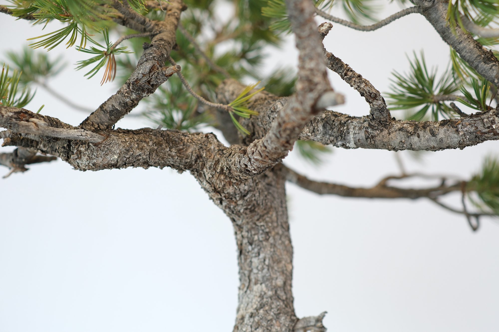 Limber Pine—Branches Flexible Enough You can Tie them in Knots