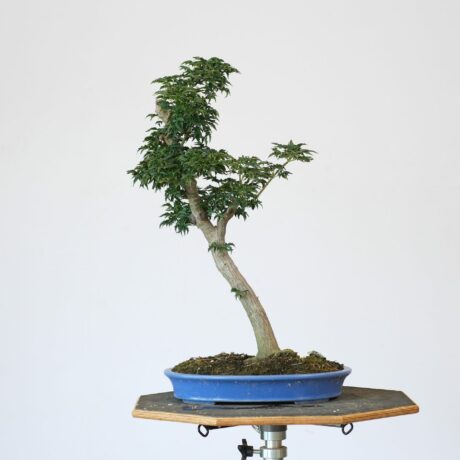 DSCF2221