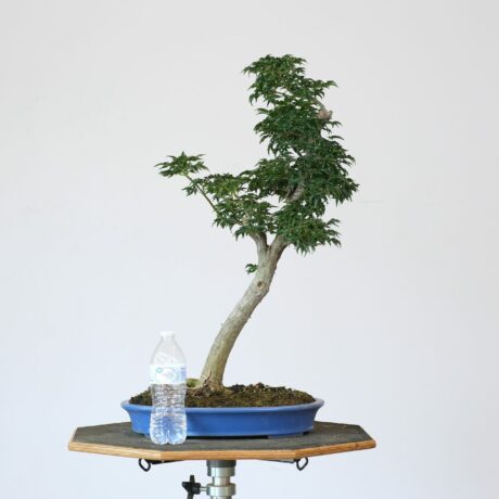 DSCF2223