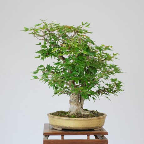 DSCF2250