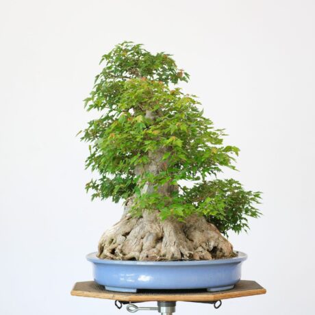 DSCF2434