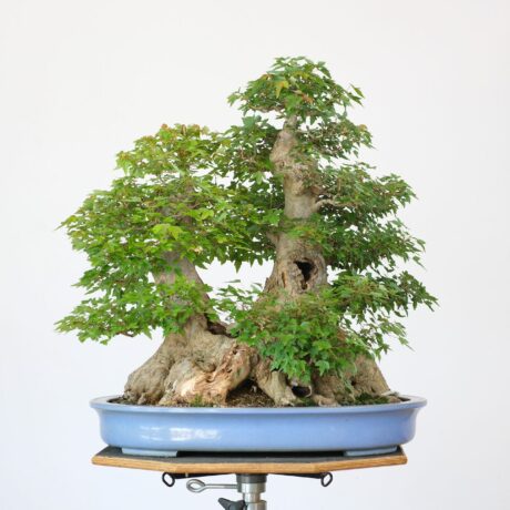 DSCF2435