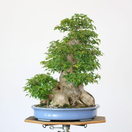 DSCF2436