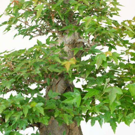 DSCF2443