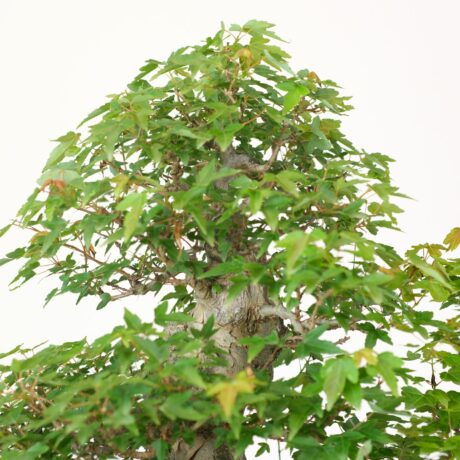 DSCF2444