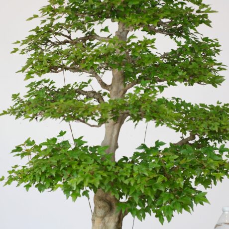 DSCF2486
