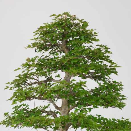 DSCF2487