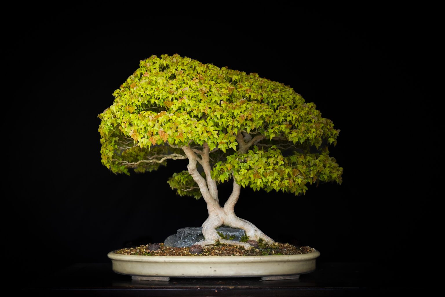 Bonsai Tutorials Online – Bonsai-U – Eisei-en