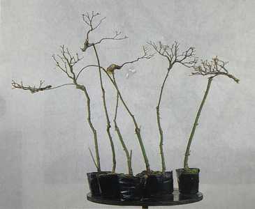 EBIHARA PEG GRAFTING (by Urushibata)  Bonsai-U Forum  Bonsai-U Forum